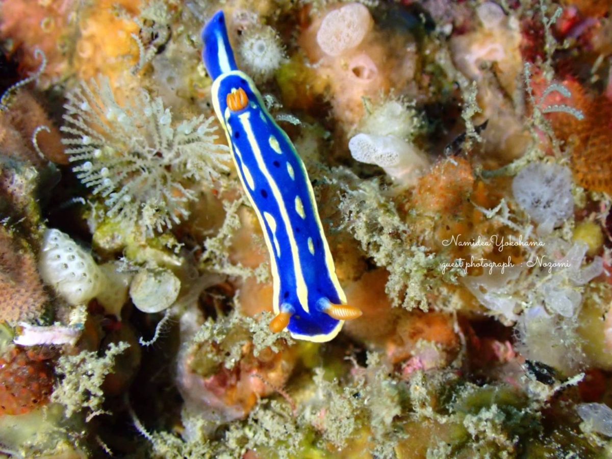 海牛杯　北川　アオウミウシ
