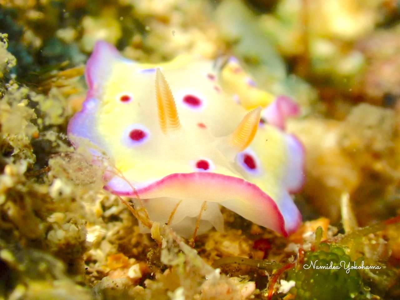 静浦 オトヒメウミウシ
