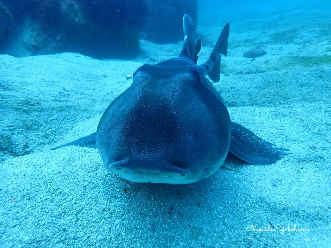 初島ネコザメ