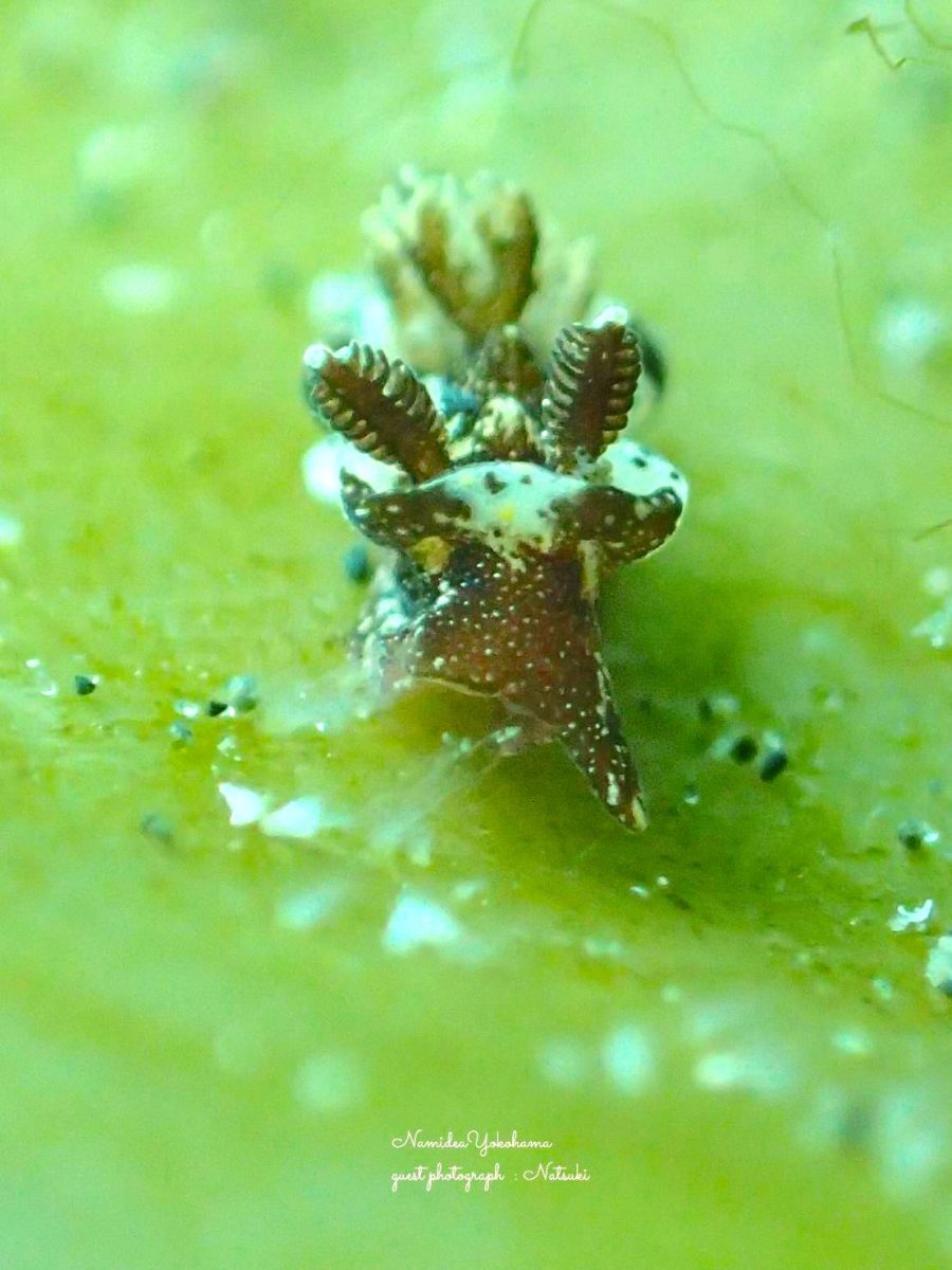 城ヶ島　梶の浜　コネコウミウシ
