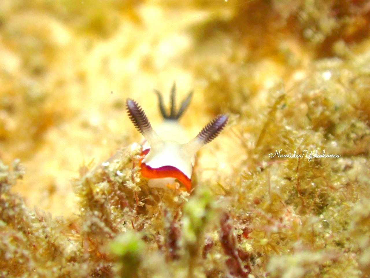 奄美大島 ピアテグリ フジナミイロウミウシ
