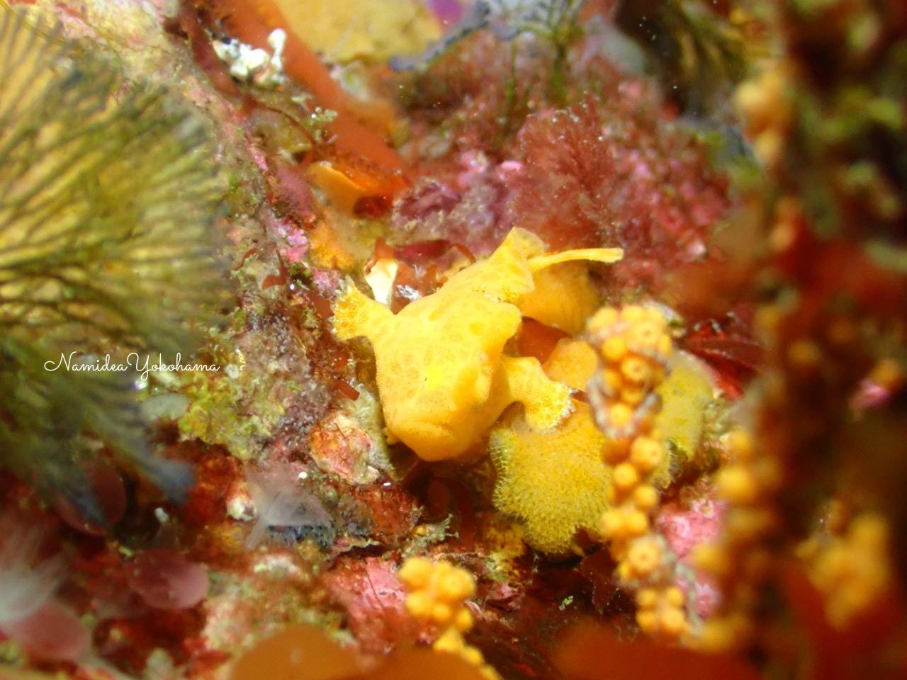 初島　カエル５兄妹