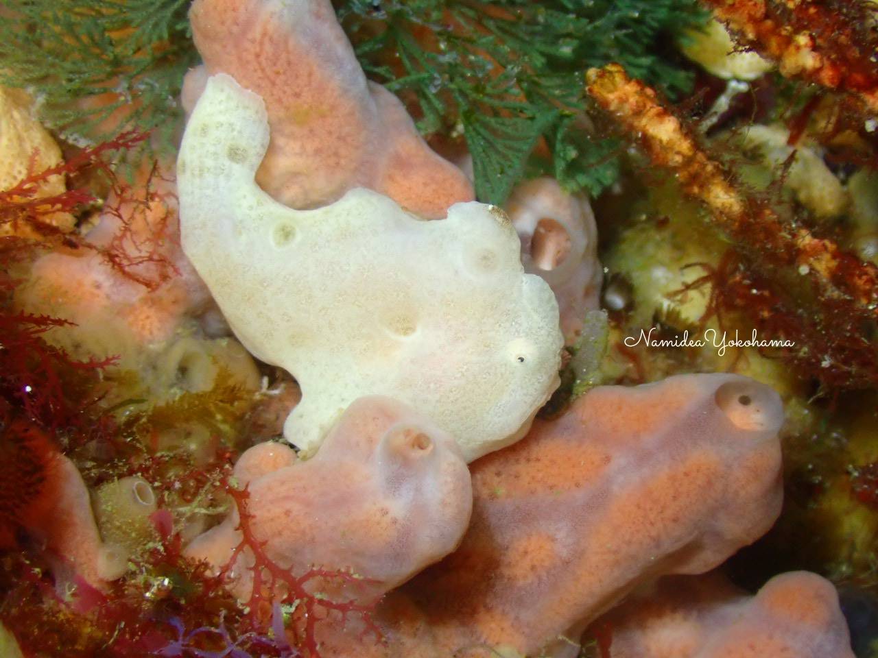 初島　オオモンカエルアンコウ