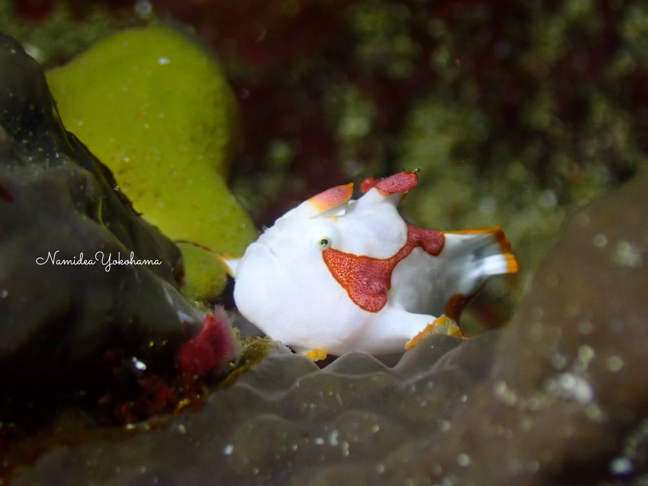 初島　クマドリカエルアンコウ