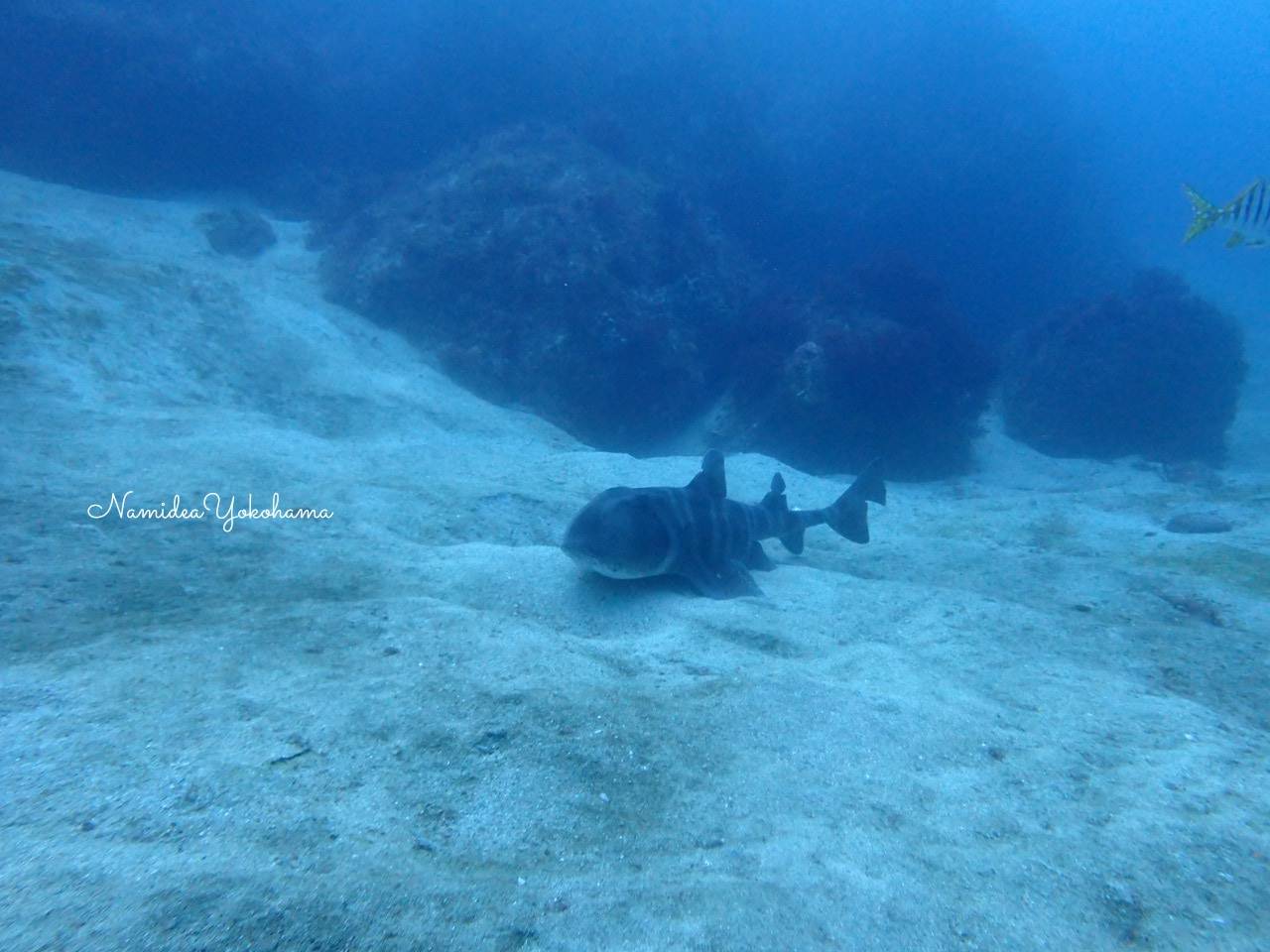 初島 砂地にネコザメ
