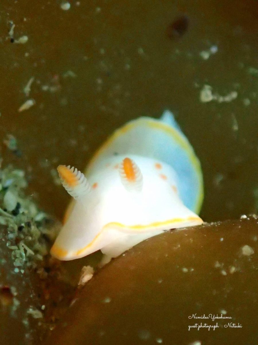 城ヶ島　梶の浜　シラユキウミウシ