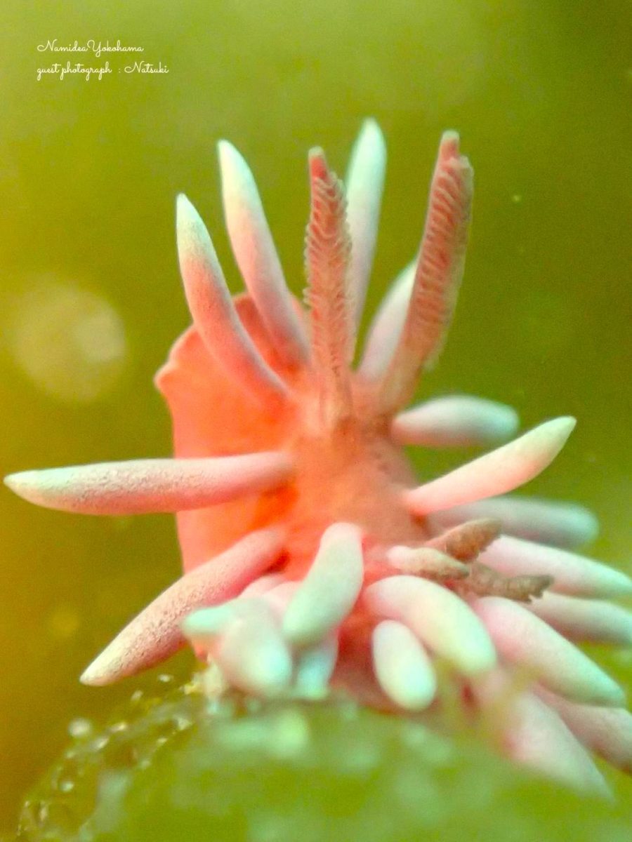 城ヶ島　梶の浜　ヒロウミウシ
