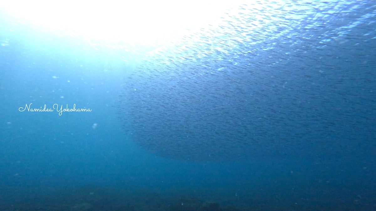 富戸・ヨコバマ キビナゴの群れ