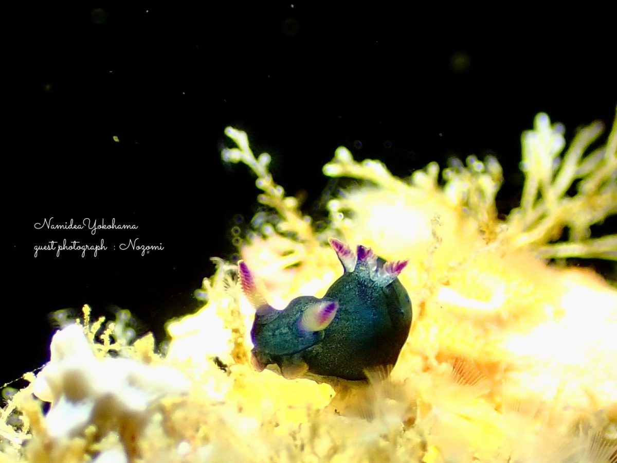 北川 コミドリリュウグウウミウシ