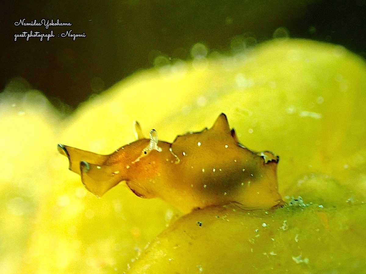 クロヘリアメフラシ