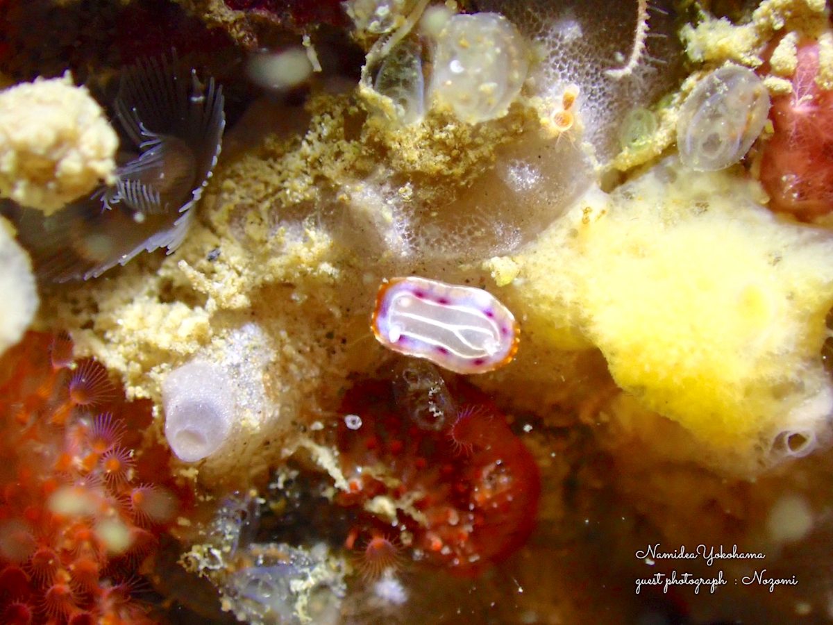 城ヶ島 何ウミウシ?