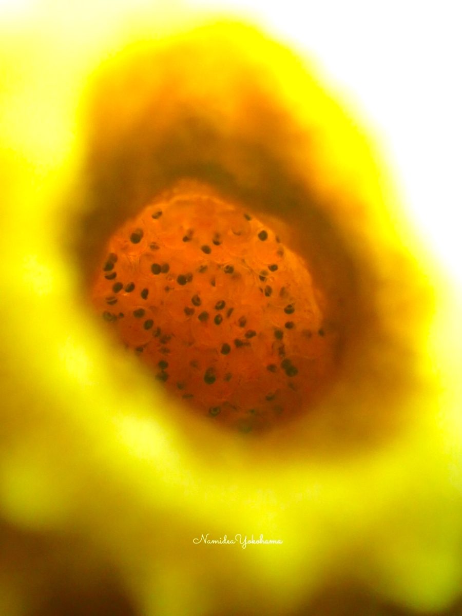 井田 アナハゼ卵
