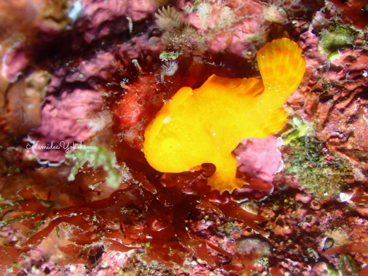 井田 カエルアンコウ