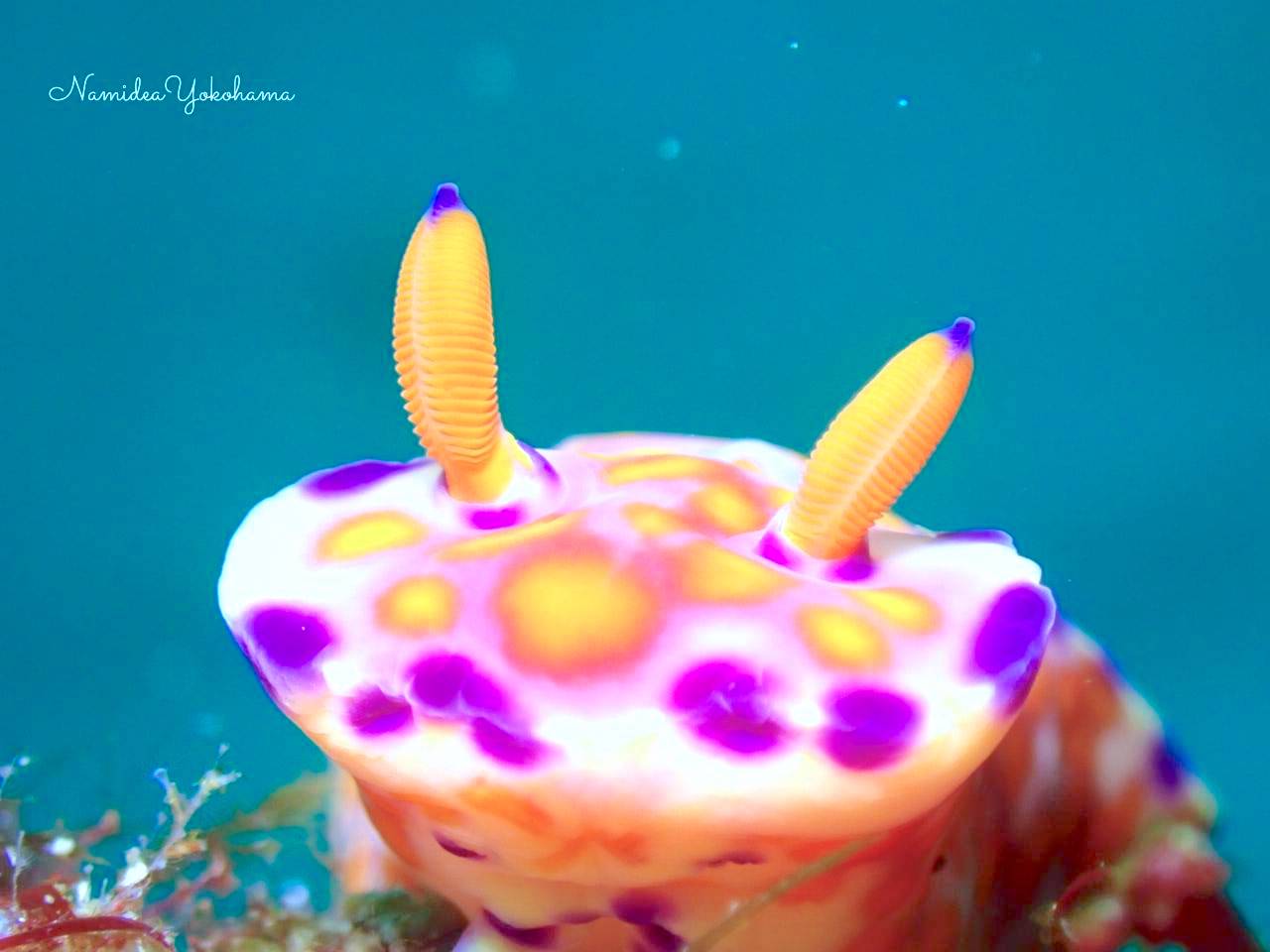 初島ニシキウミウシ