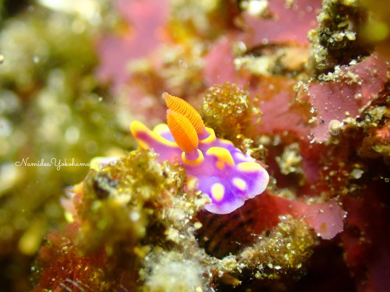 北川 ミアミラウミウシ