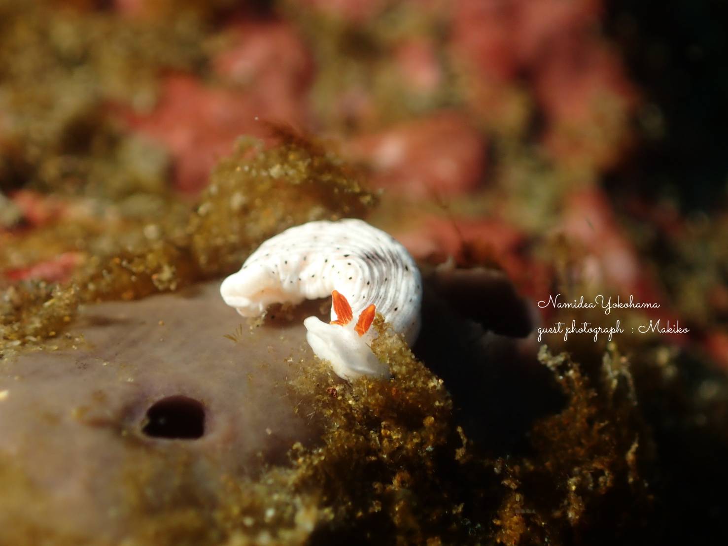 北川 オトメウミウシ