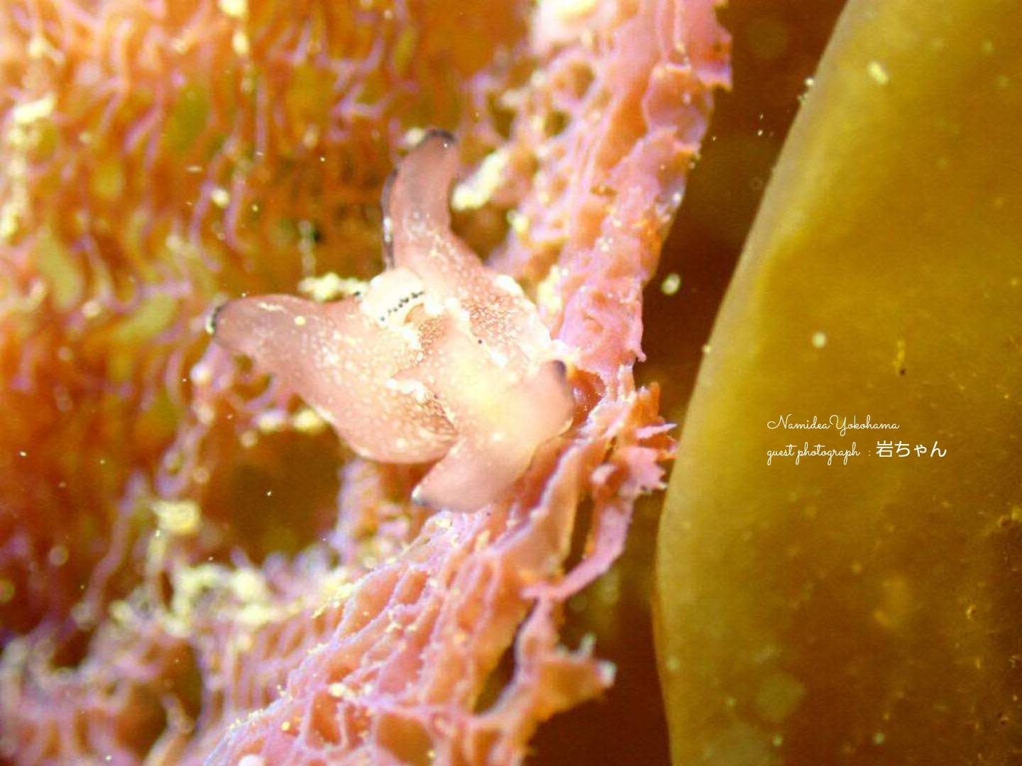 城ヶ島 クロヘリアメフラシ