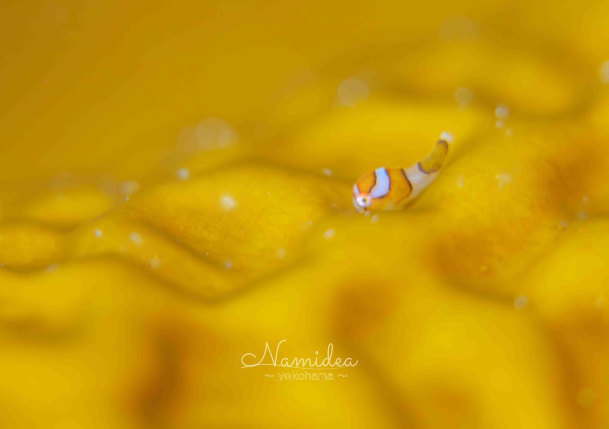 Namidea 本日も城ヶ島へ！