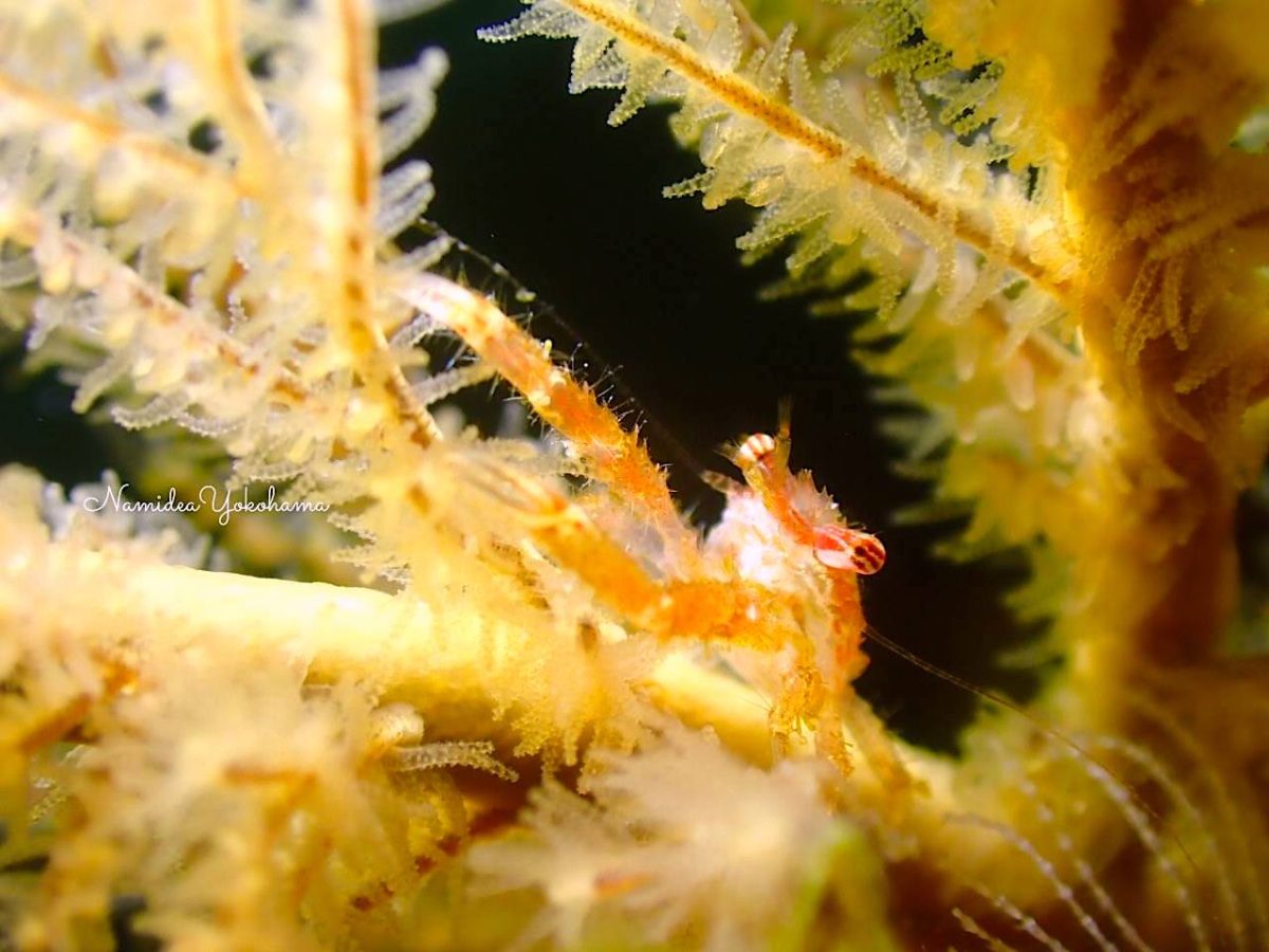 エビカニ・甲殻類