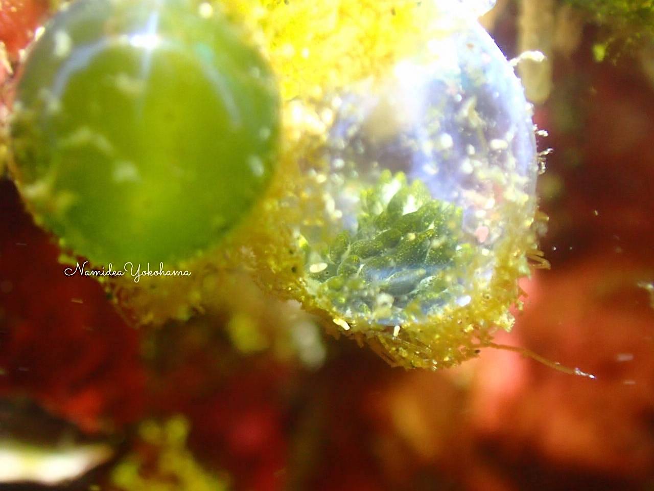 菖蒲沢　バロニアモウミウシ