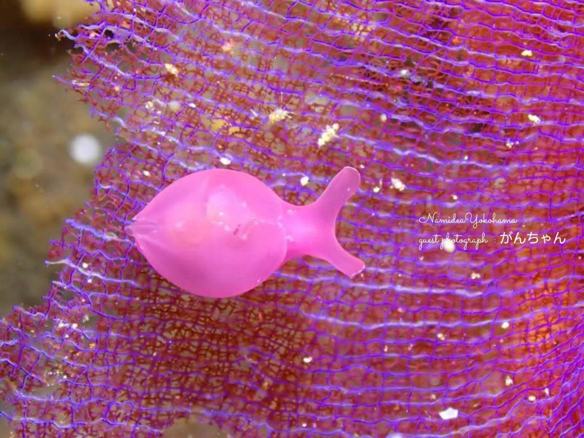 中木 サガミアメフラシ