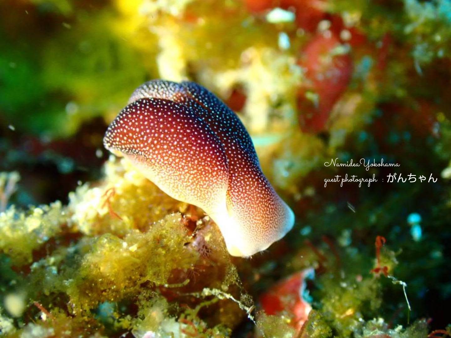 中木 コナユキツバメガイ