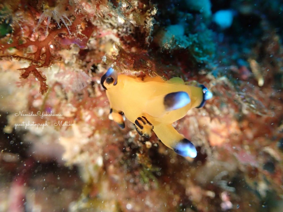 北川 ウデフリツノザヤウミウシ