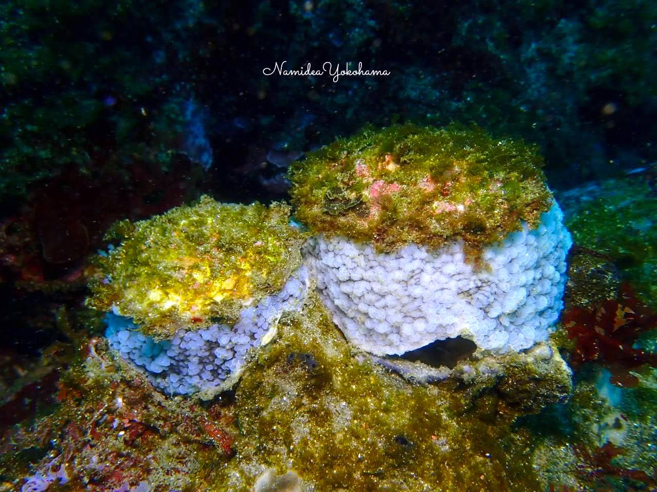 菖蒲沢　ヒトエガイ