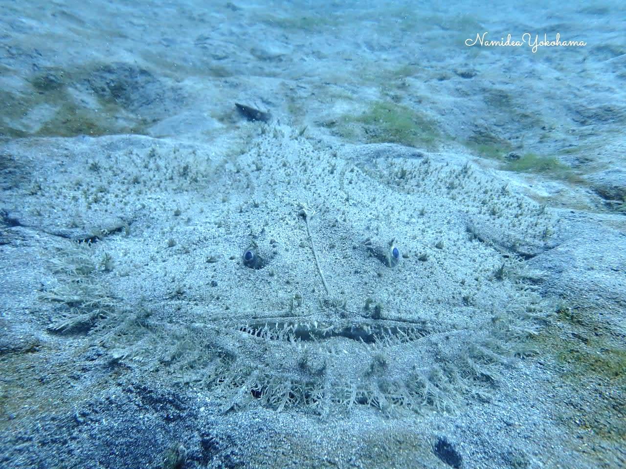 富戸・キアンコウ