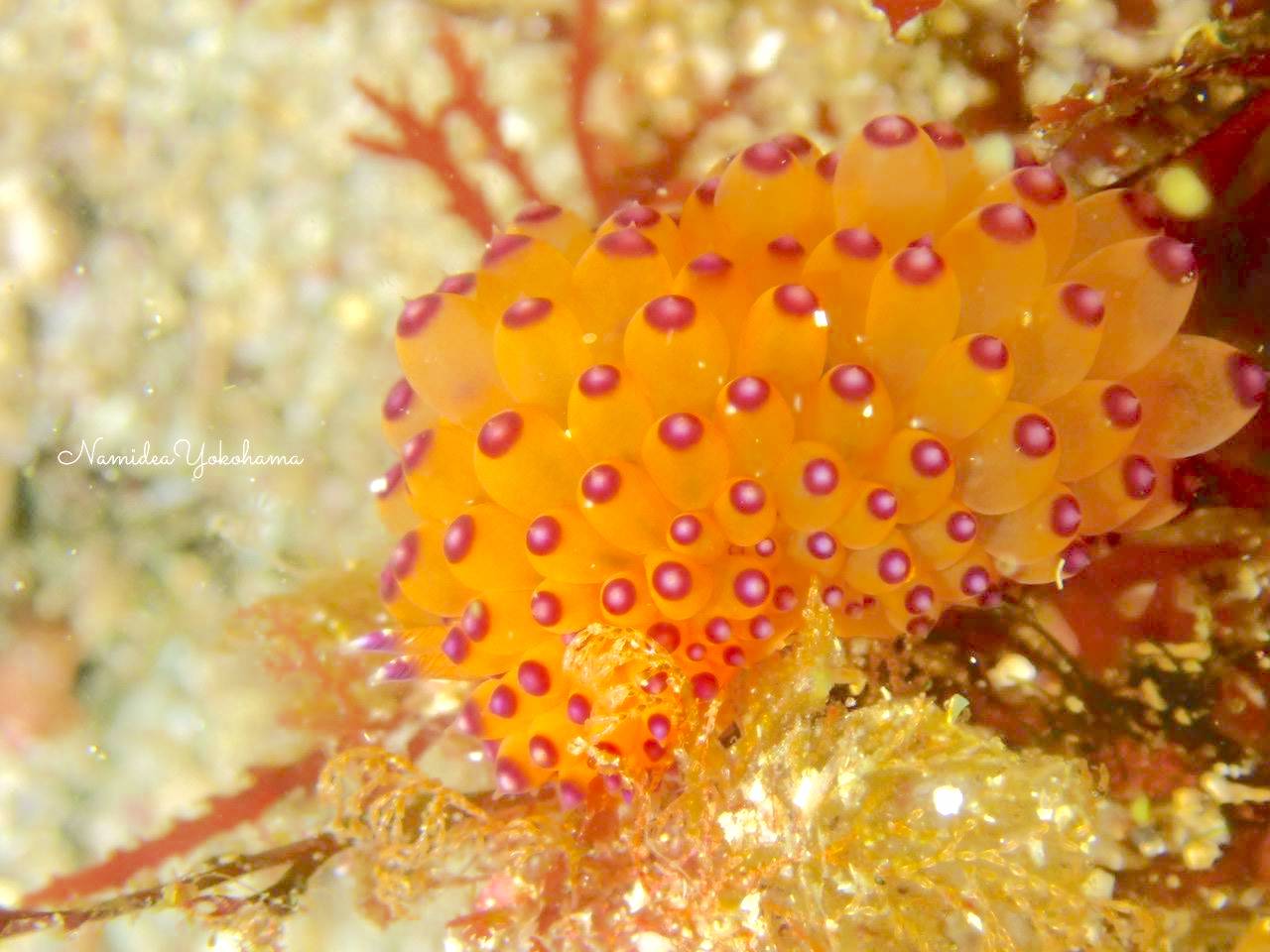 初島 トゲトゲウミウシ