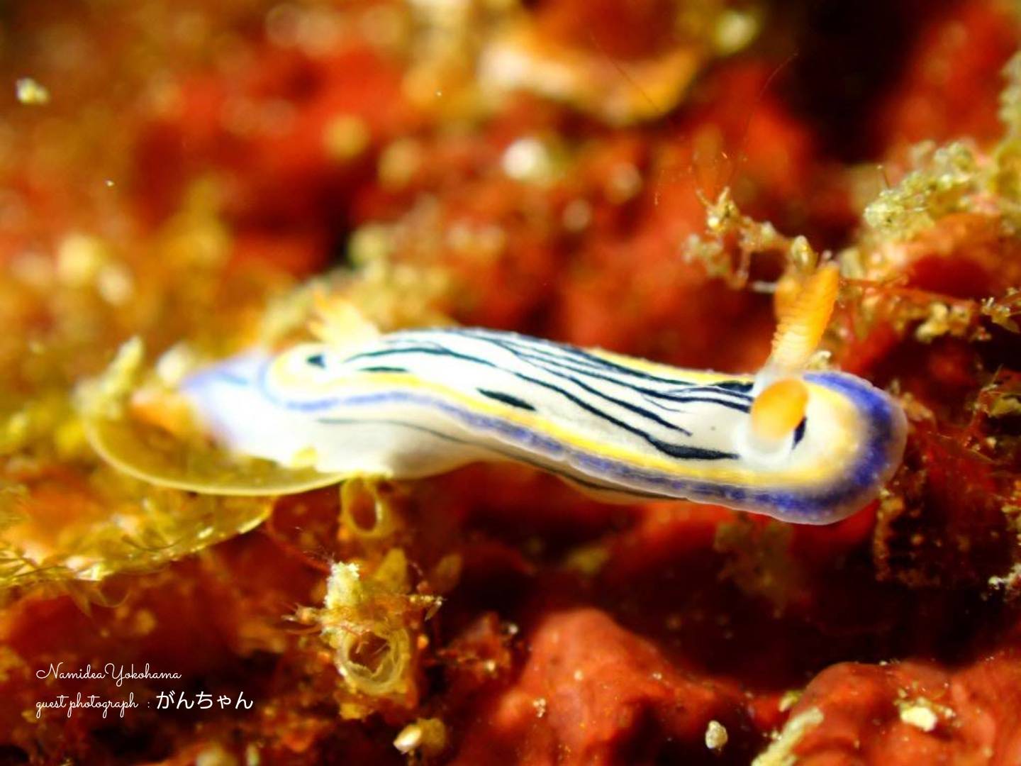 中木 クロスジウミウシ?