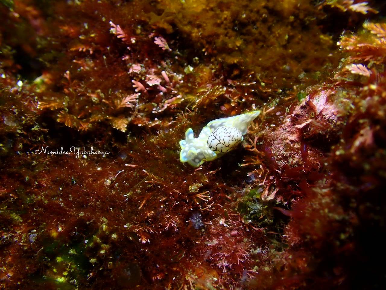 中木 チャシボリガイ