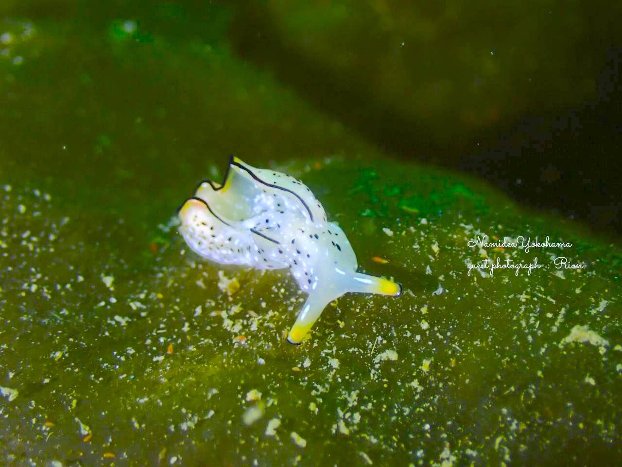 コノハミドリガイ