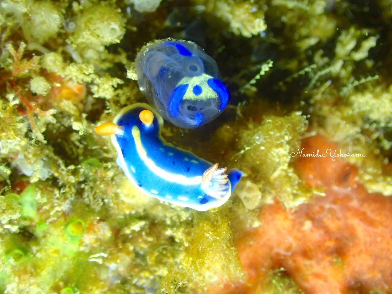 菖蒲沢　アオウミウシとパンダボヤ