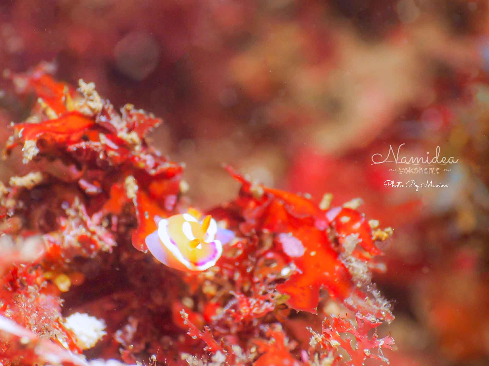 Namidea バースデーツアー!