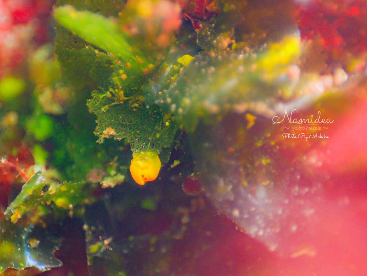 Namidea バースデーツアー!