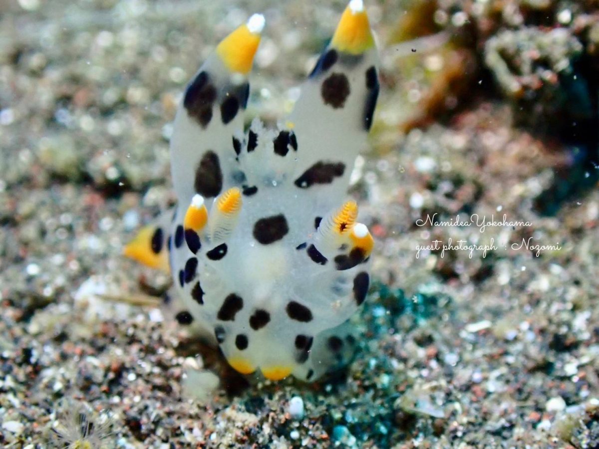 大瀬崎 ツノザヤウミウシ