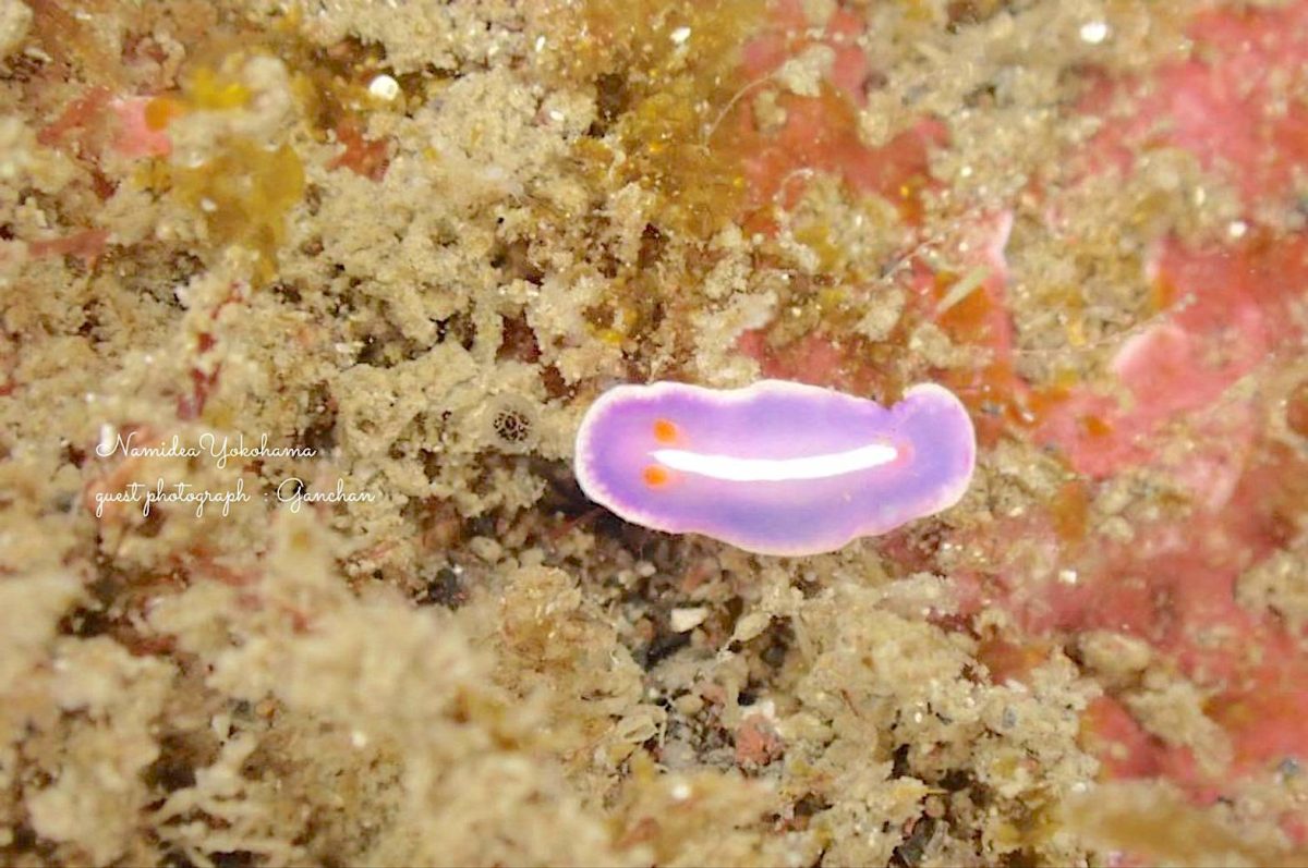 フジイロウミウシ