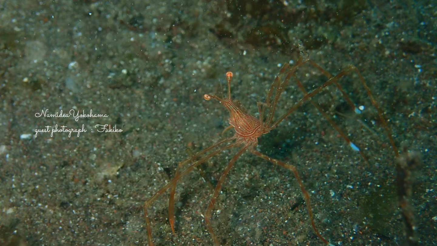 大瀬崎 ミズヒキガニ
