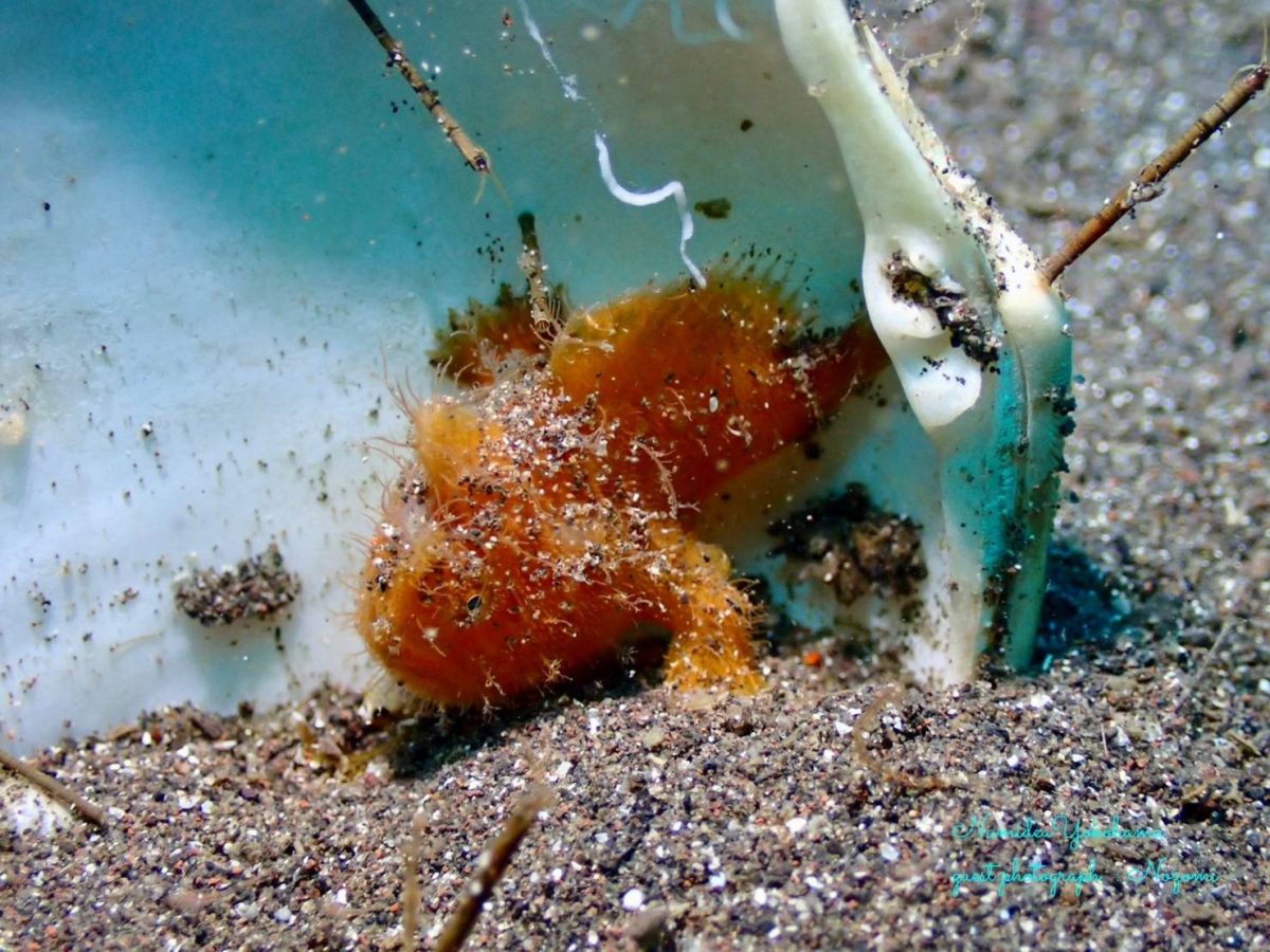 大瀬崎 カエルアンコウ