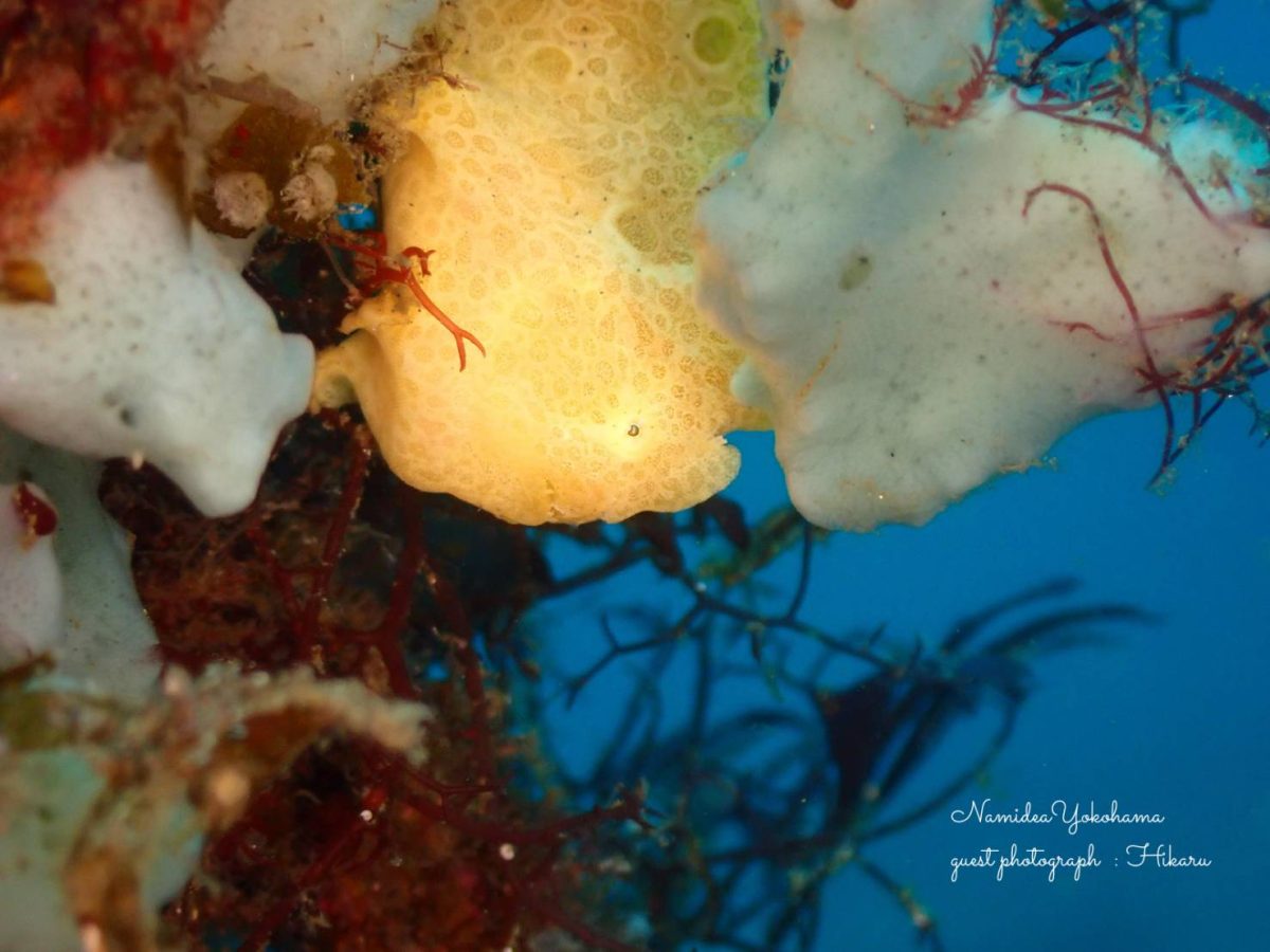 大瀬崎 オオモンカエルアンコウ