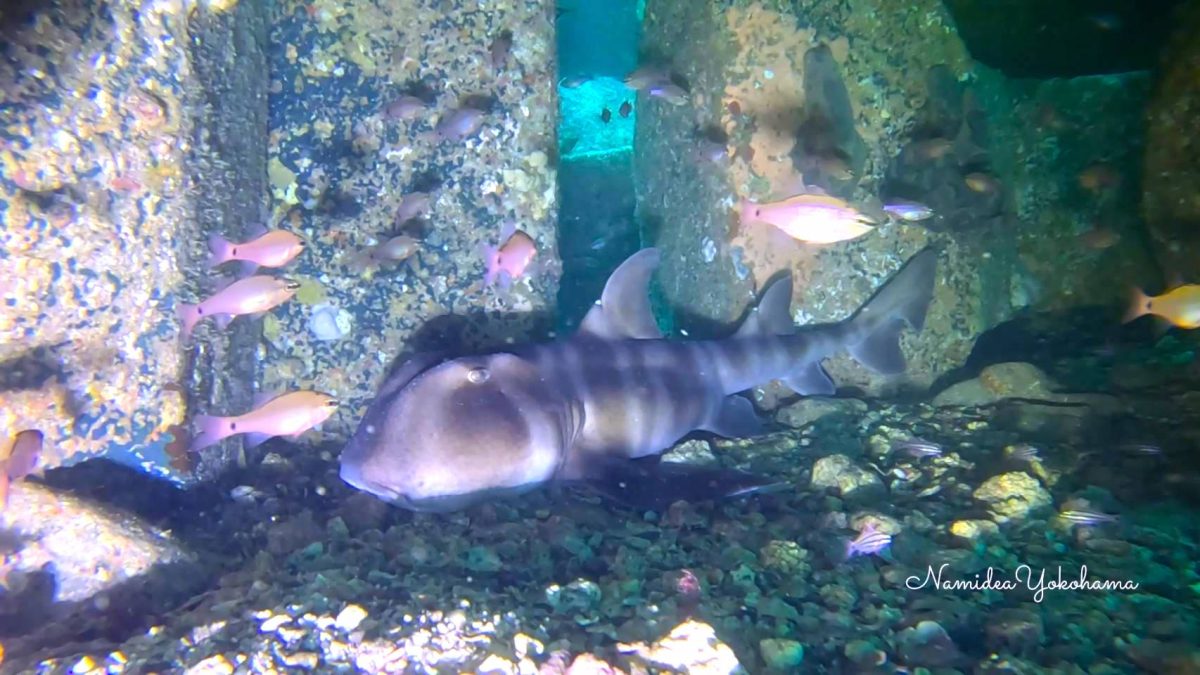 富戸 ヨコバマ ネコザメ