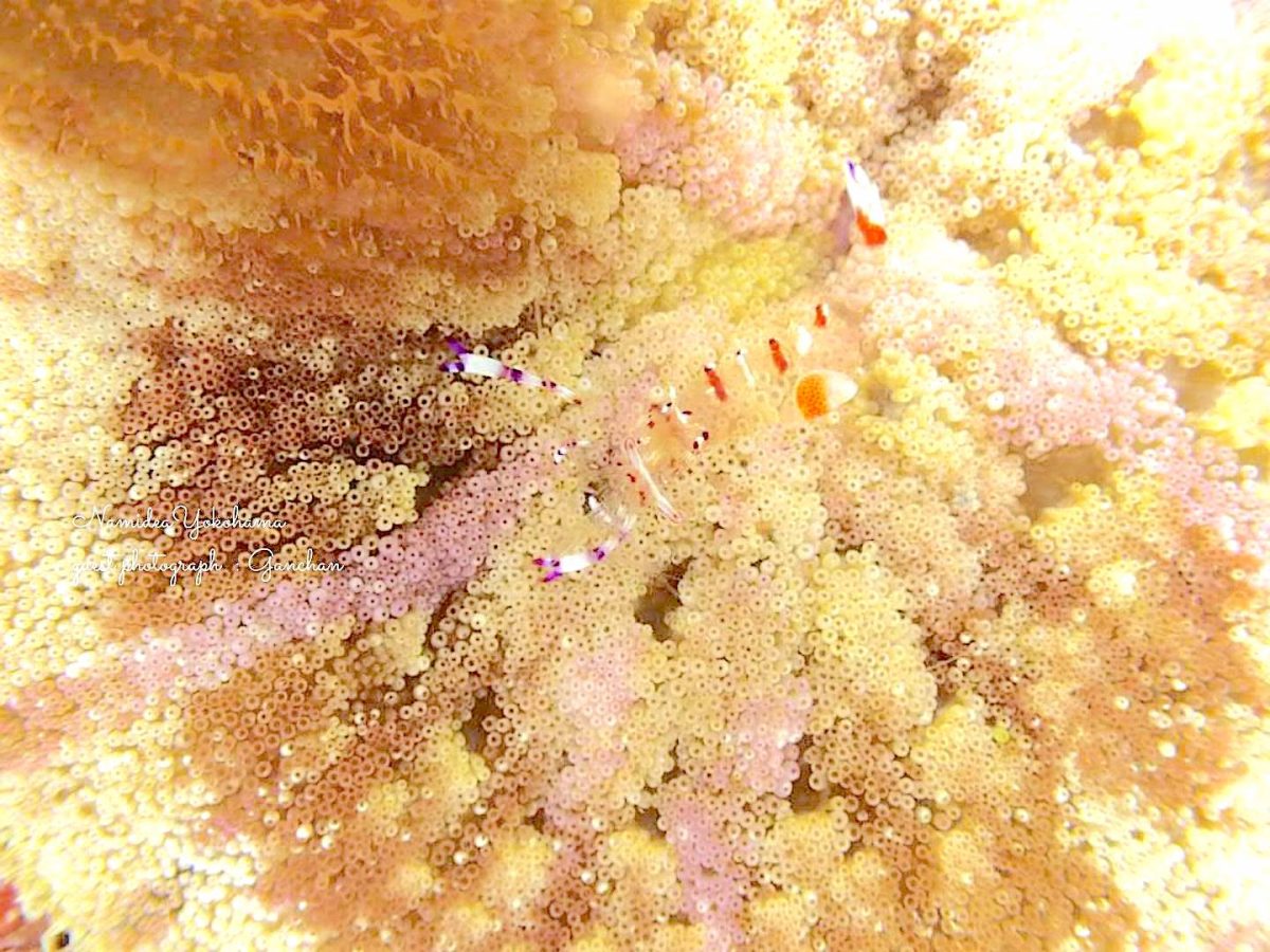 リングライトフォト