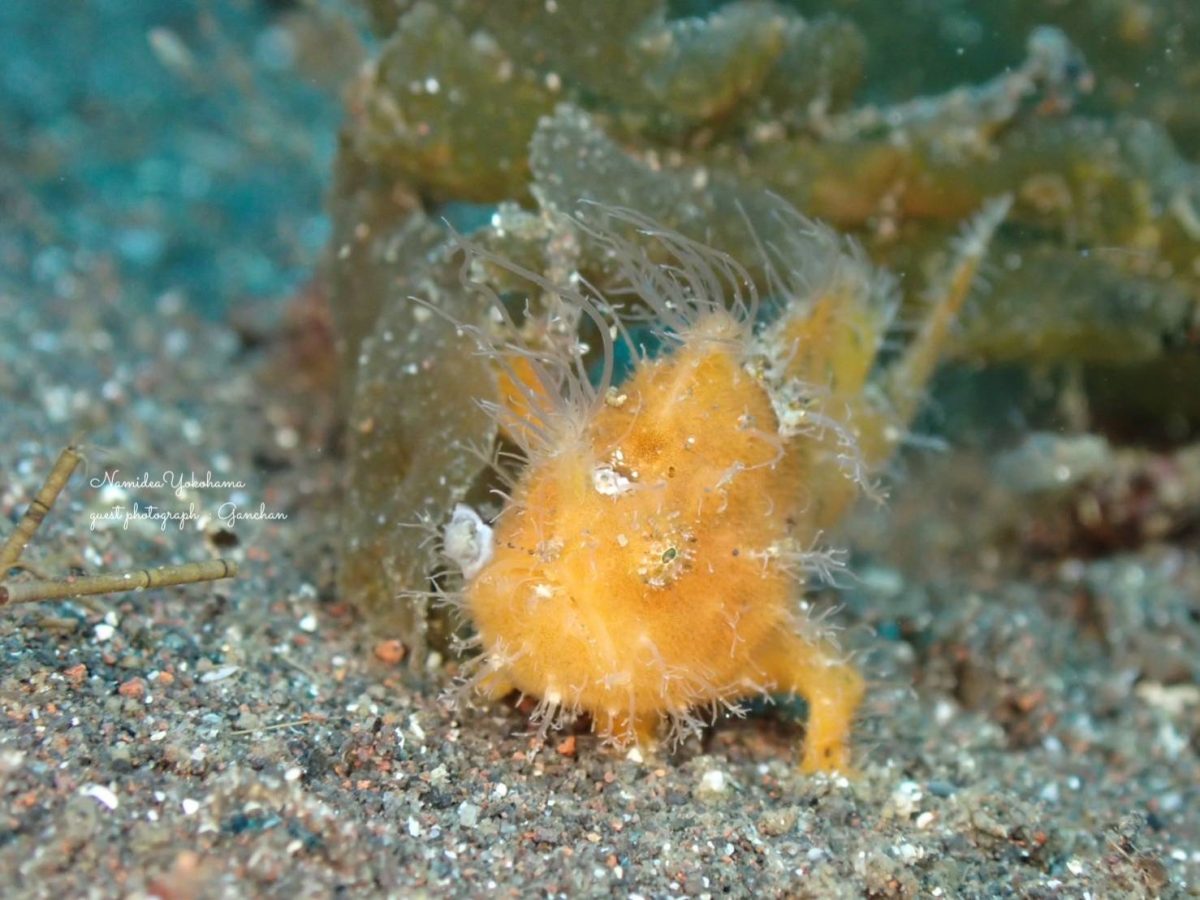 大瀬崎 カエルアンコウ