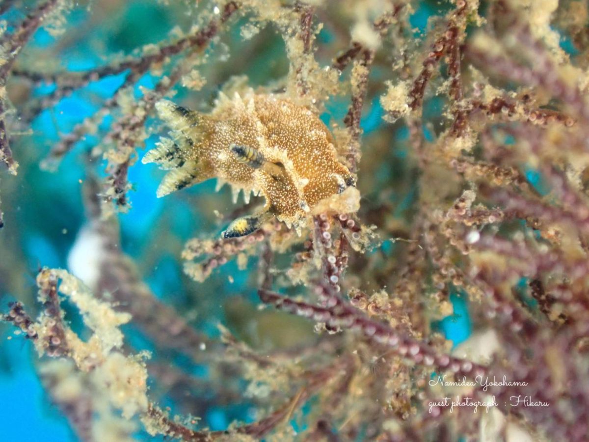 大瀬崎 クロコソデウミウシ