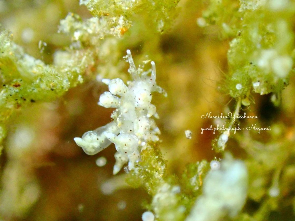 大瀬崎 ホシアカリミノウミウシ