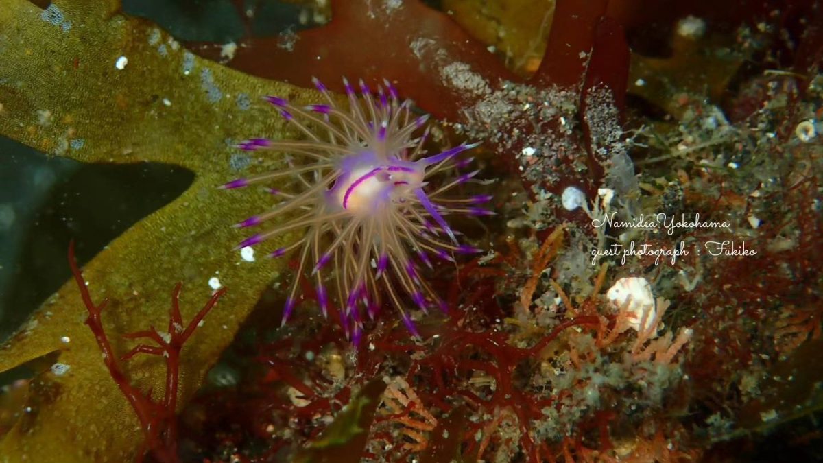 大瀬崎 セスジミノウミウシ