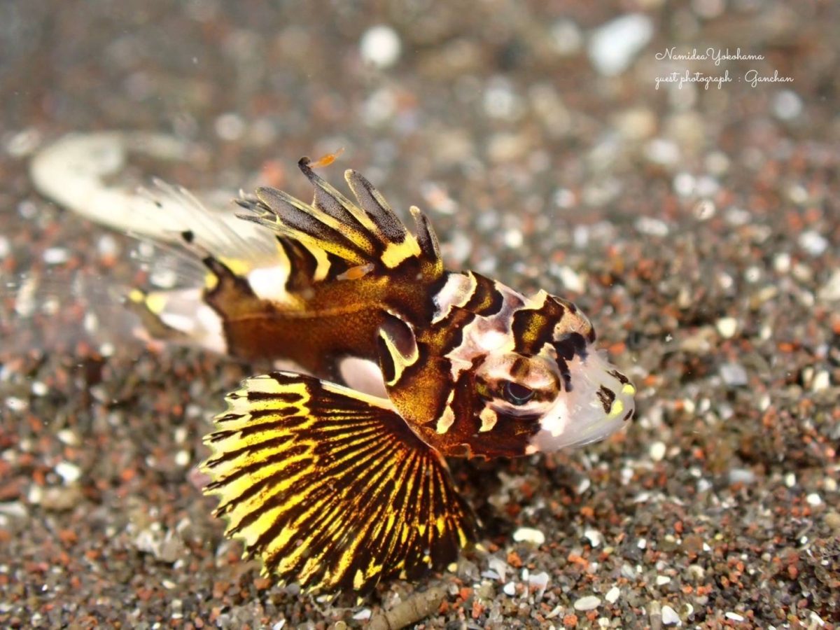 大瀬崎 ヒレボシミノカサゴ幼魚