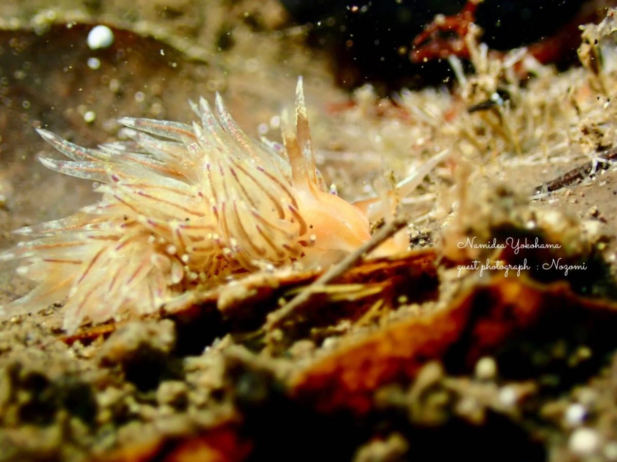 大瀬崎 ウミウシ