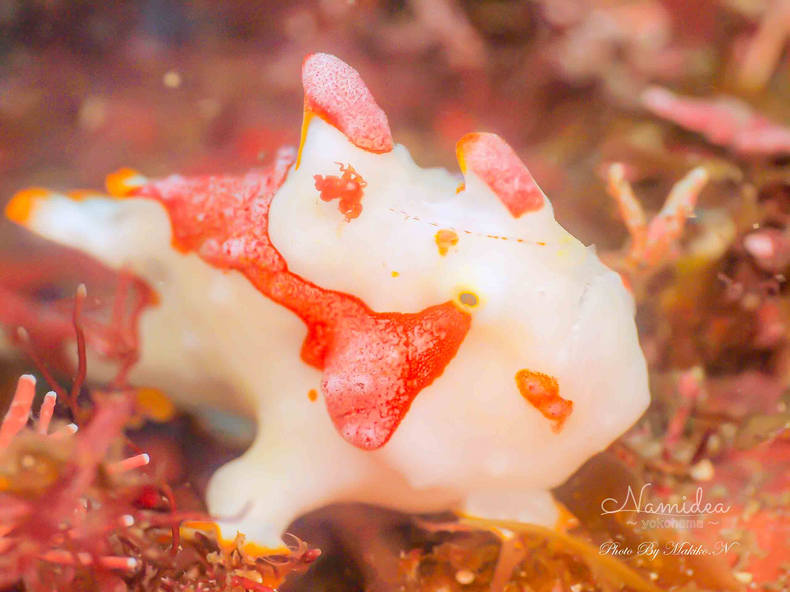 Namidea リングライトブーム到来！